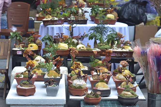 Gần 5 triệu đồng 1 chậu nấm linh chi bonsai chơi Tết ở Thủ đô